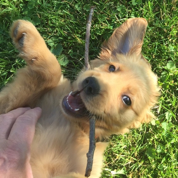 Meet your Posher, Wayne - Picture 4 of 7